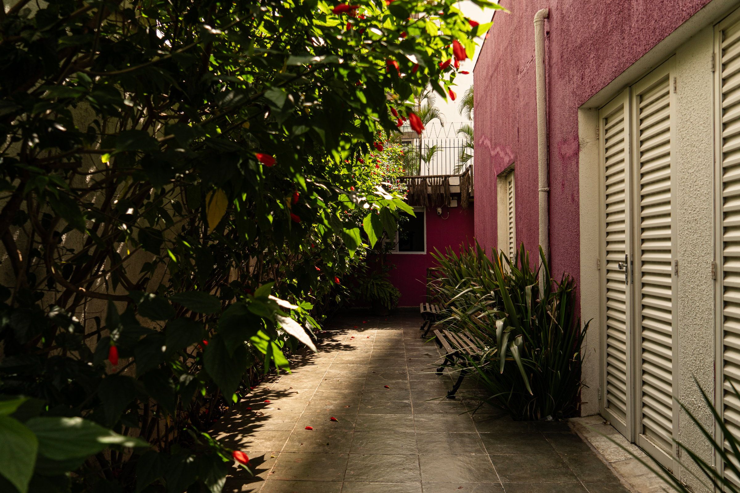 Caminho lateral da La Vie entre folhagens com flores vermelhas, um banco e a parede magenta com portas de veneziana