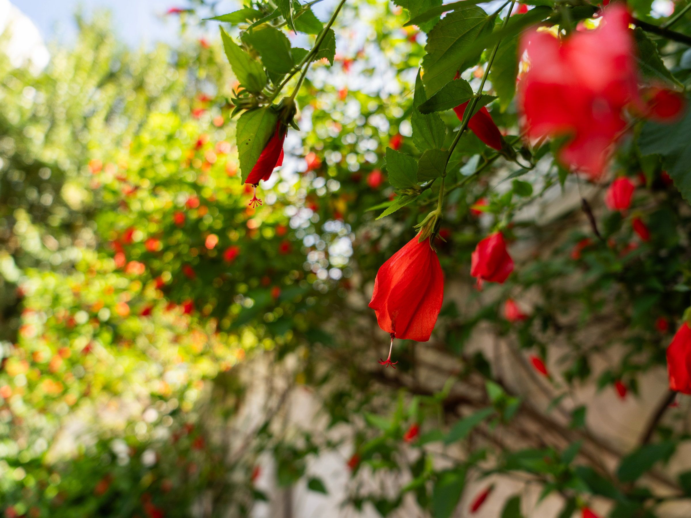 Flores vermelhas no jardim da Tsuru