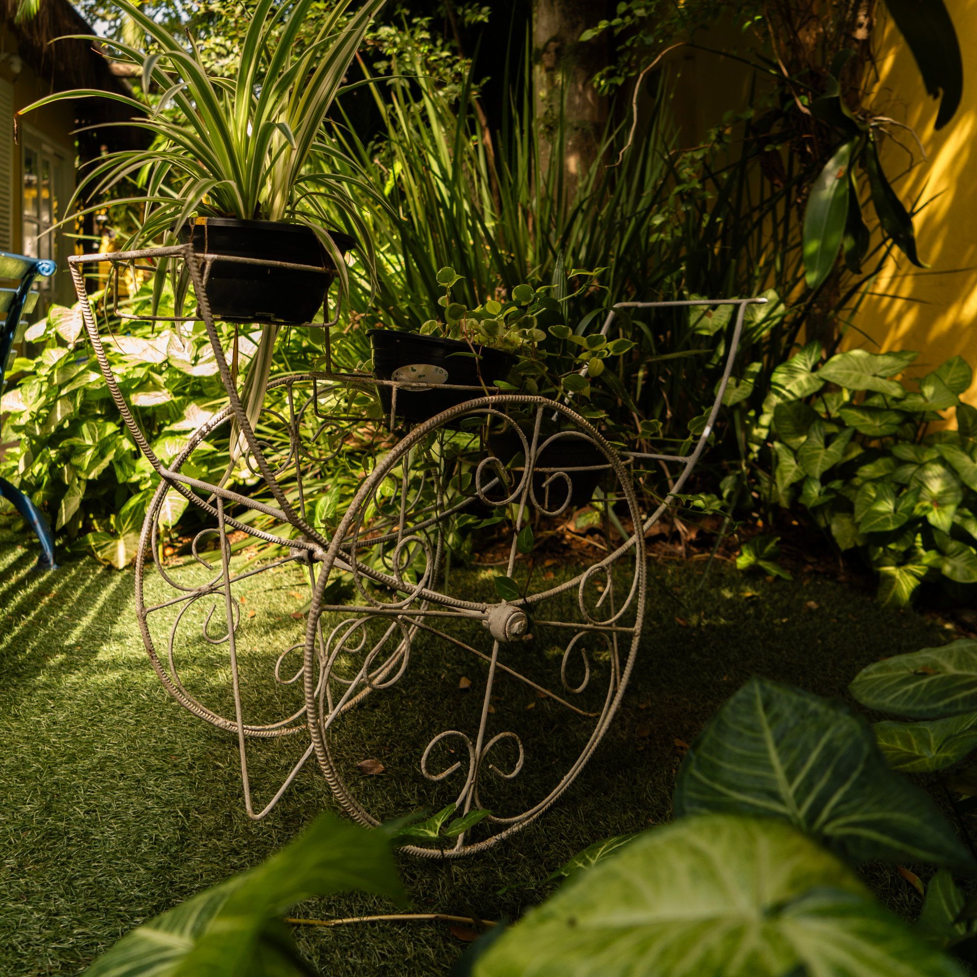 Carrinho de ferro com vasos de plantas no jardim da Kûara, junto à parede amarela