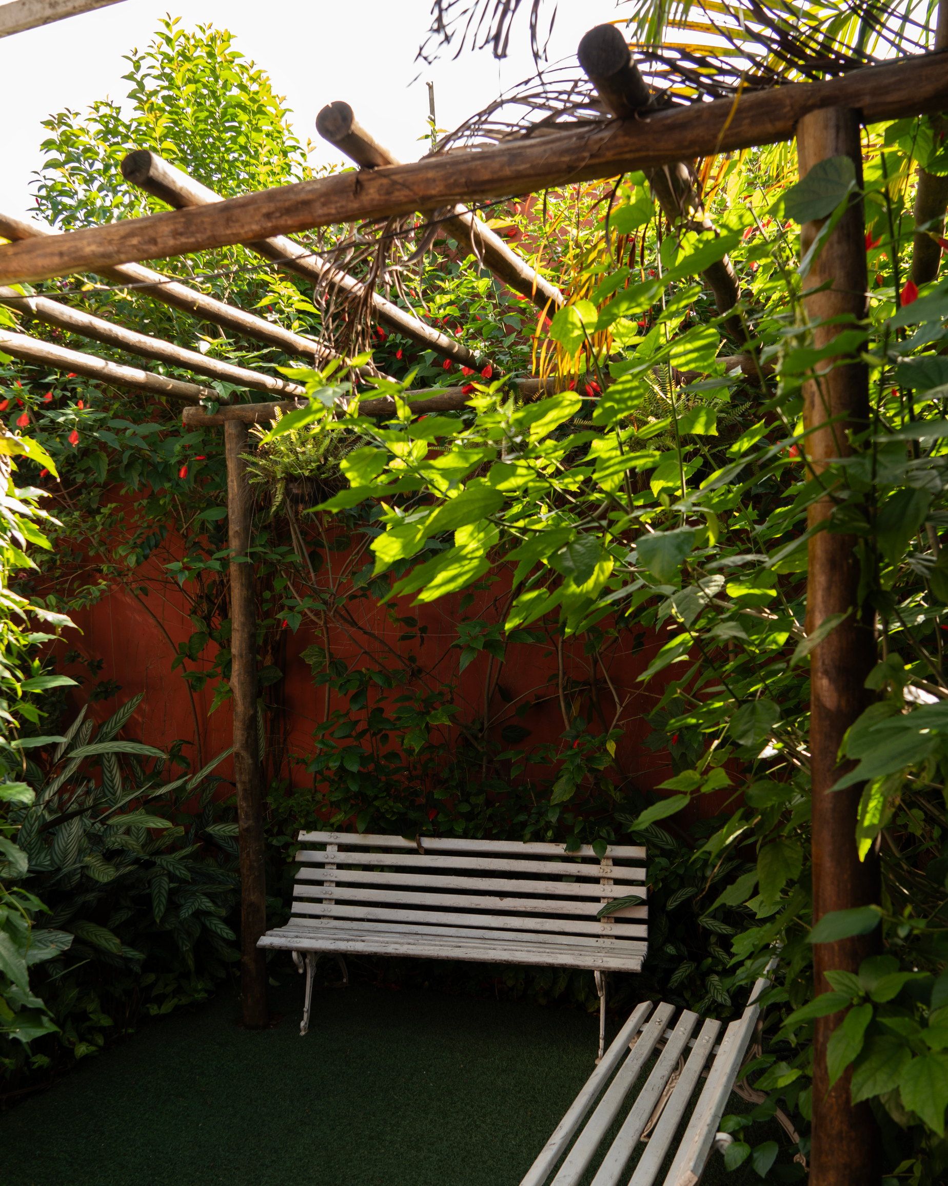 Banco branco sob o pergolado, entre plantas, no jardim da Tsuru